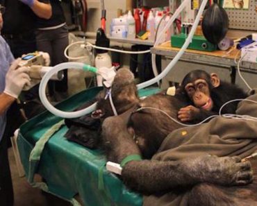 Chimpancé bebé se niega a dejar a su madre durante la cirugía. Entonces los médicos hacen esto... 2