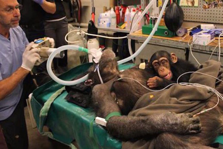 Chimpancé bebé se niega a dejar a su madre durante la cirugía. Entonces los médicos hacen esto...