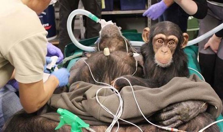 Chimpancé bebé se niega a dejar a su madre durante la cirugía. Entonces los médicos hacen esto...