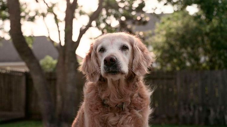 El último perro conocido del 9/11 ha fallecido. Aquí están todas las cosas que hizo