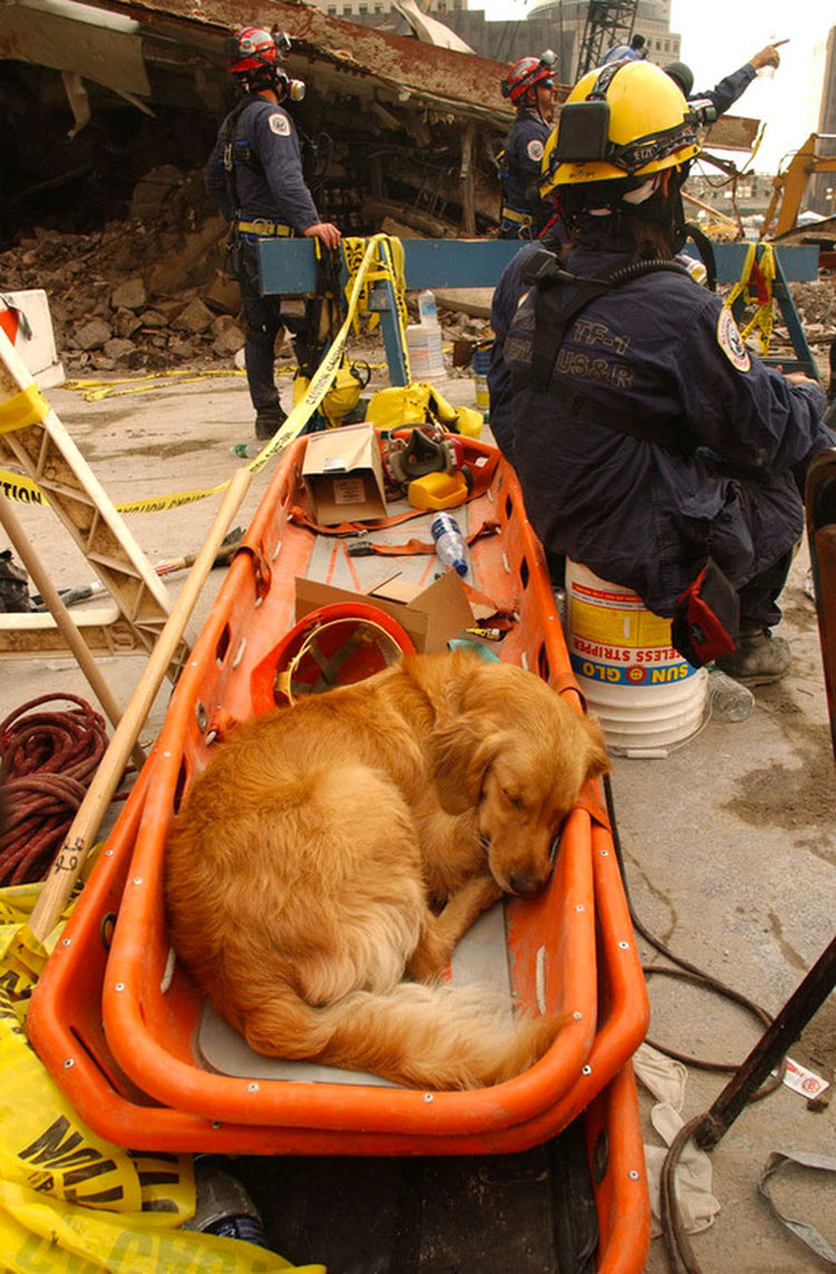 El último perro conocido del 9/11 ha fallecido. Aquí están todas las cosas que hizo