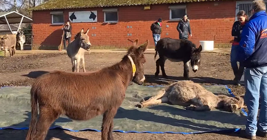 Lo que estos burros hicieron cuando su amigo murió rompe el corazón de quien lo ve