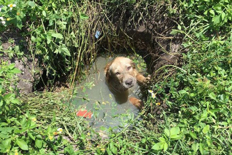 Un policía oye gemidos en un solar vacío y encuentra a un asustado cachorro. ¿Qué hace después?