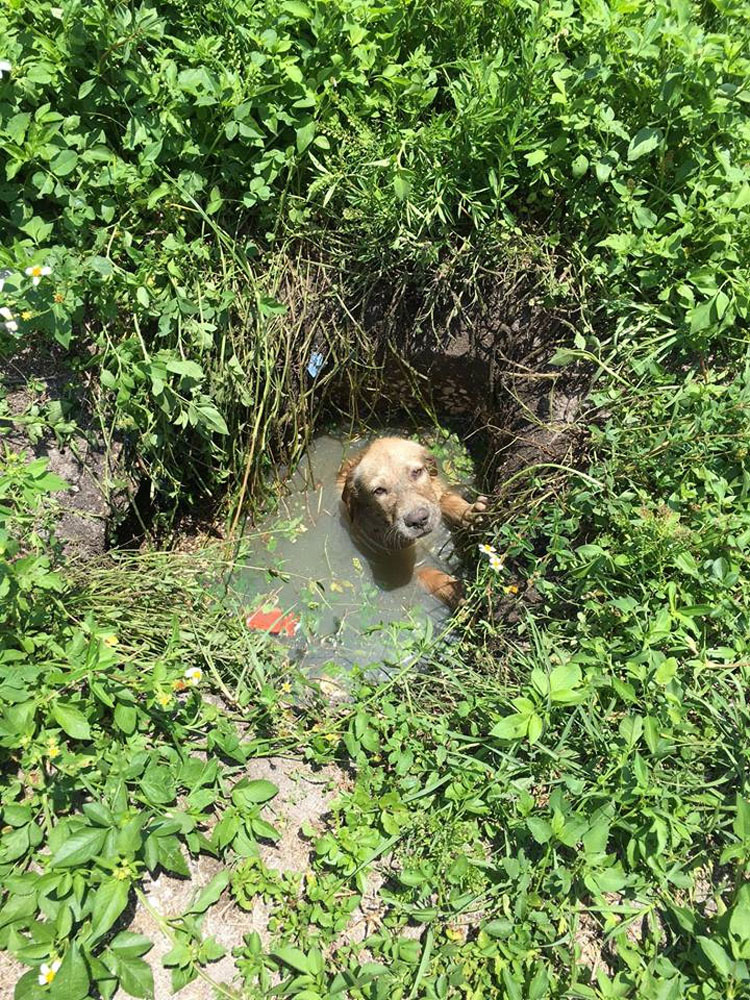 Un policía oye gemidos en un solar vacío y encuentra a un asustado cachorro. ¿Qué hace después?