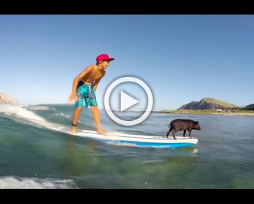 Graban a este pequeño cerdo haciendo surf... Cuando la cámara se acerca me quedó ASOMBRADO