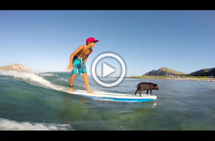Graban a este pequeño cerdo haciendo surf... Cuando la cámara se acerca me quedó ASOMBRADO
