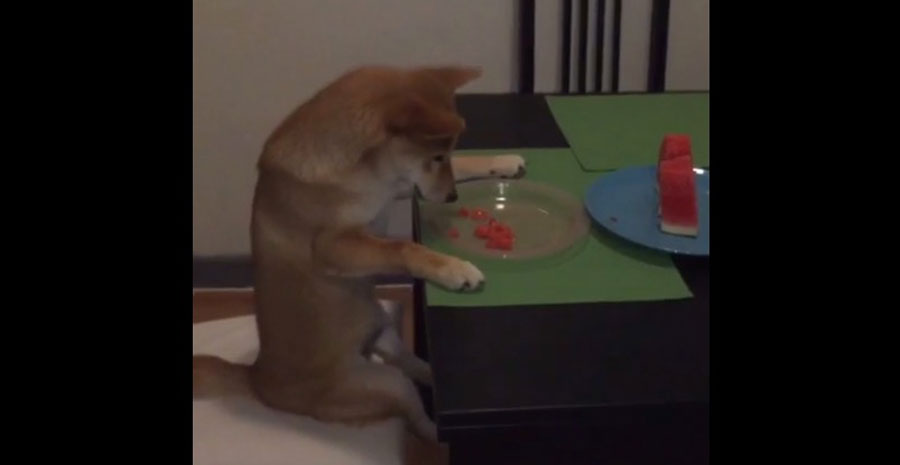Sentarse para comer sandía en la mesa parece algo normal. Pero, un momento... ¿Es un perro?