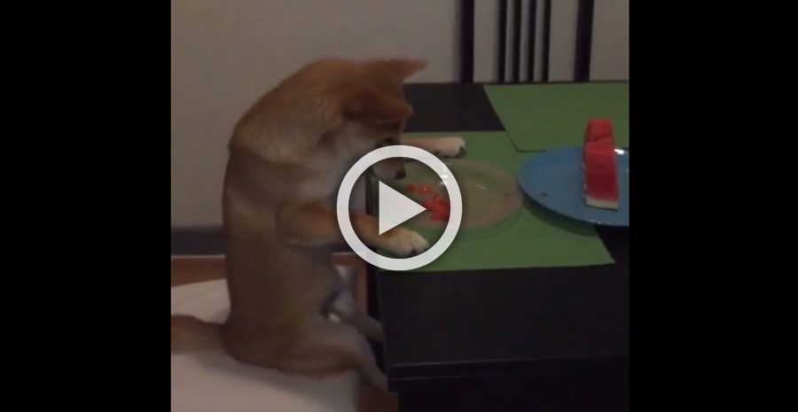 Sentarse para comer sandía en la mesa parece algo normal. Pero, un momento... ¿Es un perro?