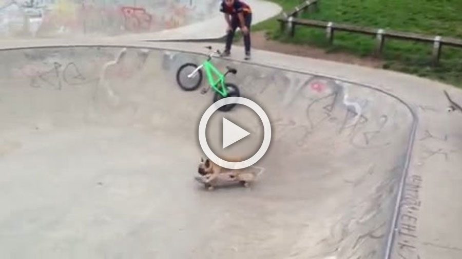 La sorprendente habilidad de este bulldog francés ha hecho que sea conocido en todo el mundo...