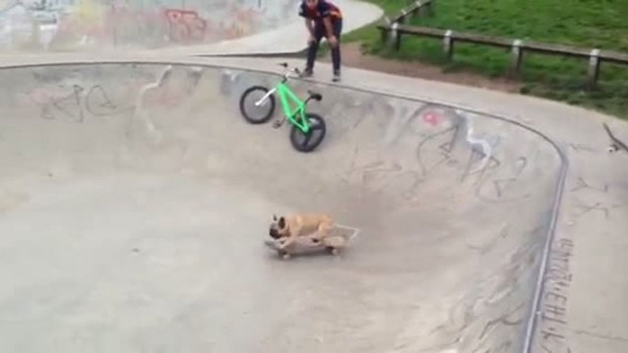 La sorprendente habilidad de este bulldog francés ha hecho que sea conocido en todo el mundo...