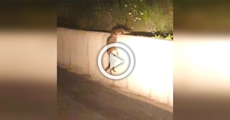 Frena en seco y enciende las luces de carretera. Ahora mira lo que ve cuando se acerca ... 2 familia mapaches equipo