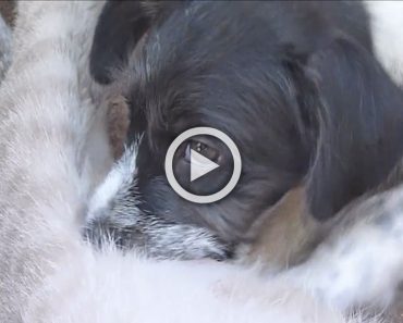 La madre de este cachorro murió. Te sorprenderás cuando veas a su nueva madre... 6 La madre de este cachorro murió. Te sorprenderás cuando veas a su nueva madre...