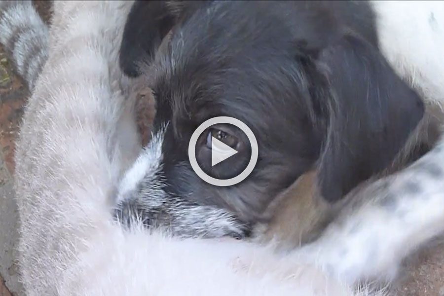 La madre de este cachorro murió. Te sorprenderás cuando veas a su nueva madre...