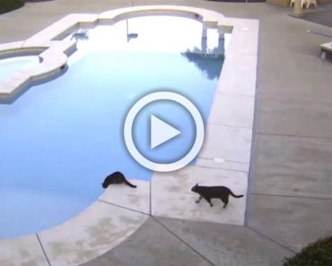 Tenía miedo a los ladrones, así que puso una cámara. Ahora mira a los 2 gatos negros ... 9 Tenía miedo a los ladrones, así que puso una cámara. Ahora mira a los 2 gatos negros ...