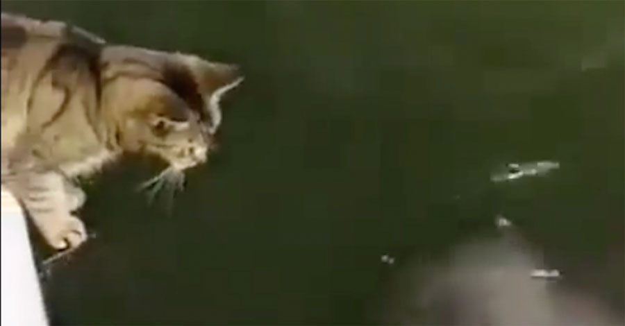 Este gato ve algo en el agua. Ahora observa su reacción al darse cuenta de lo que es ...