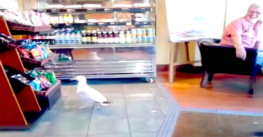 Una gaviota entra en una tienda, ahora mira lo que hace cuando llega a los estantes ... ¡Hilarante!