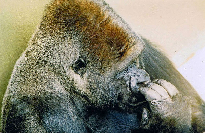 Este hombre estará 'siempre agradecido' del gorila que salvó su vida cuando era niño y ocurrió esto