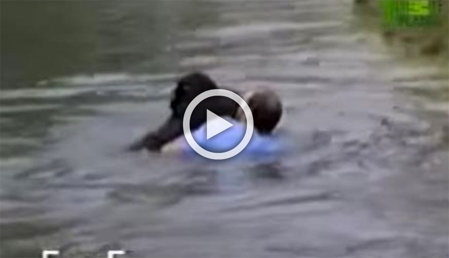 Este hombre saltó al recinto zoológico para salvar de un ahogamiento a un chimpancé
