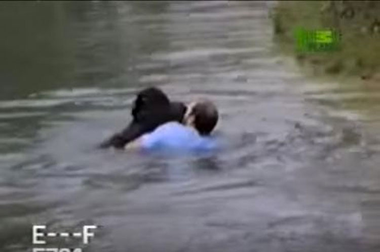 Este hombre saltó al recinto zoológico para salvar de un ahogamiento a un chimpancé