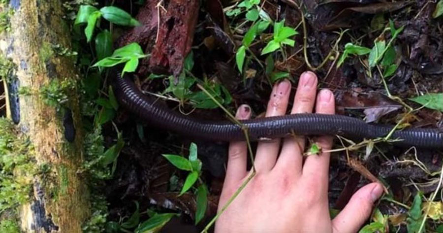 Parecía una serpiente que estaba cruzando la selva, pero luego descubrió lo que era de verdad...