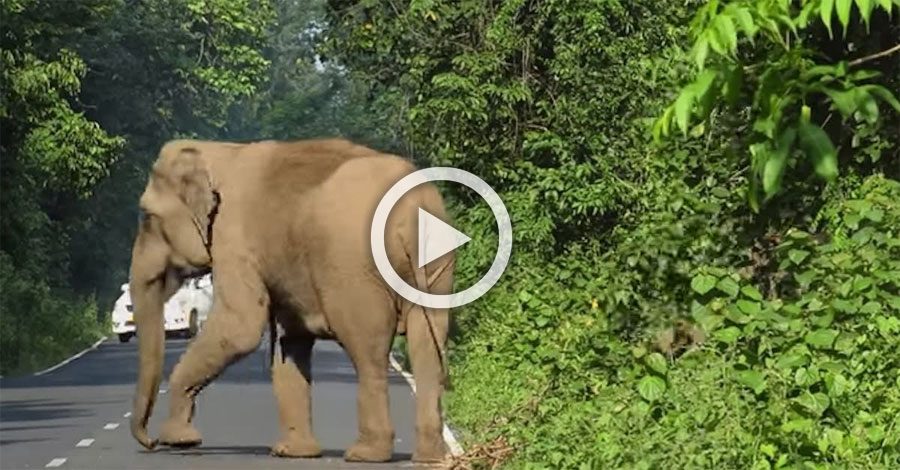 Esta madre elefante bloquea una carretera. Ahora mira con atención a la derecha...