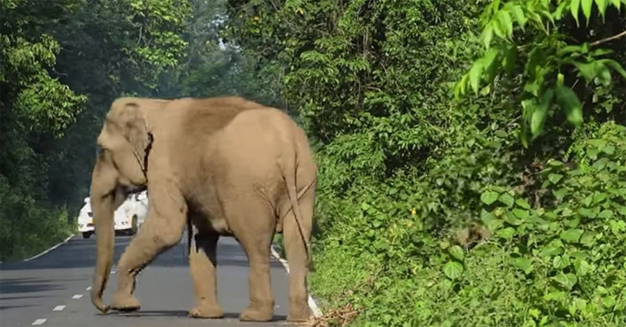 Esta madre elefante bloquea una carretera. Ahora mira con atención a la derecha...