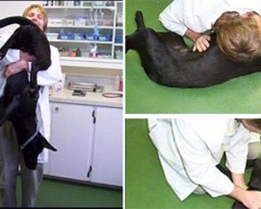 Si tu mascota se está asfixiando este simple truco puede salvar su vida