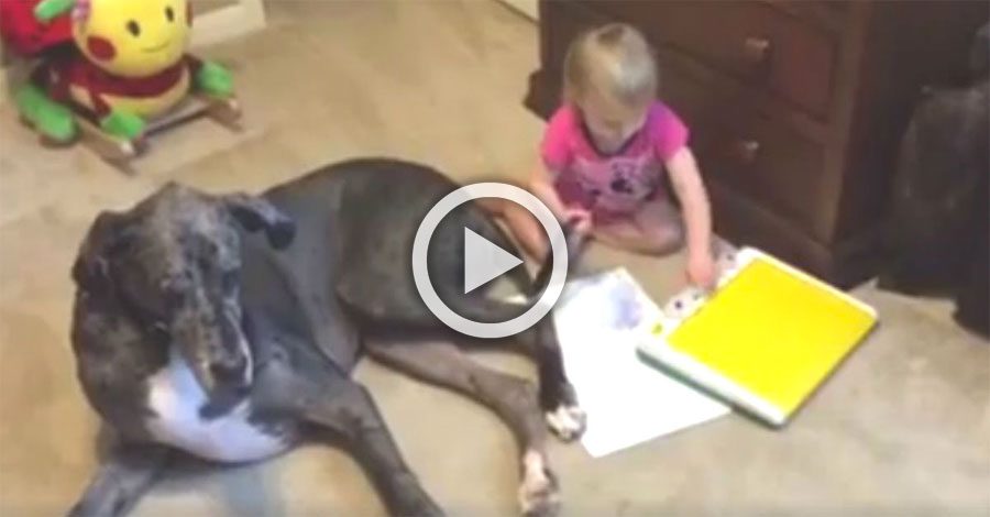 Graba a su perro gigante acostado al lado de su pequeña hija. ¿2 segundos más tarde? ¡Adorable!