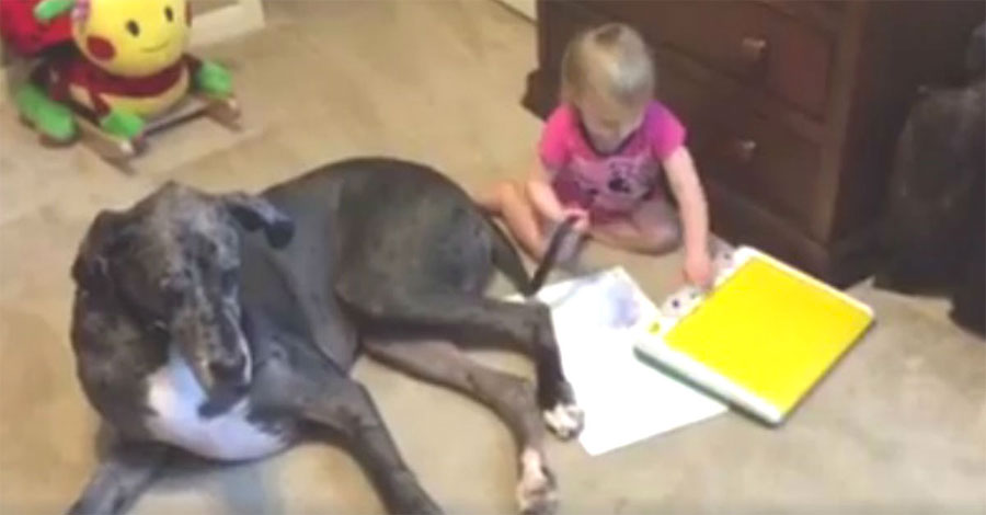 Graba a su perro gigante acostado al lado de su pequeña hija. ¿2 segundos más tarde? ¡Adorable! 1