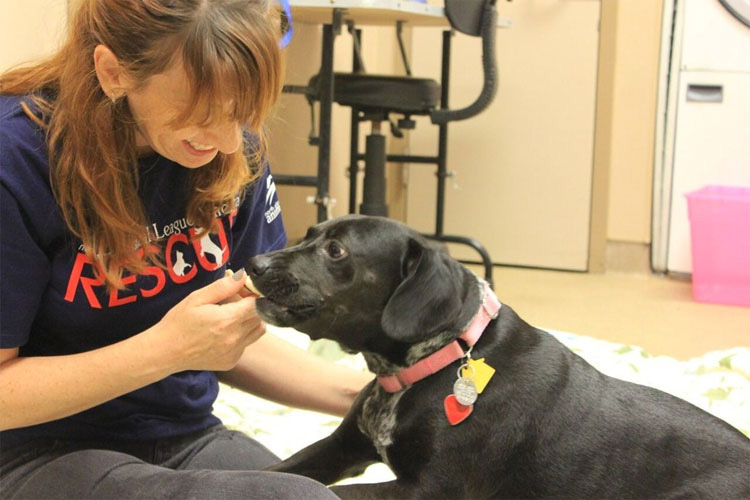 Este tímido perro oculta el más triste secreto dentro de su cuerpo. ¡Terrible!