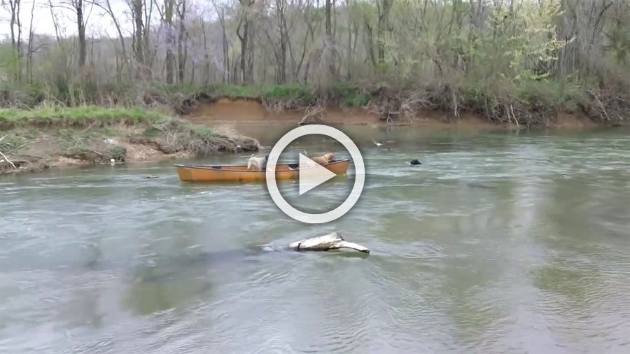 Un heroico perro Labrador rescata a dos perros atrapados en una canoa... ¡Impresionante!