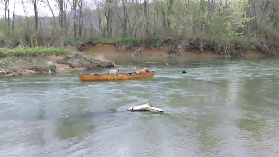 Un heroico perro Labrador rescata a dos perros atrapados en una canoa... ¡Impresionante!