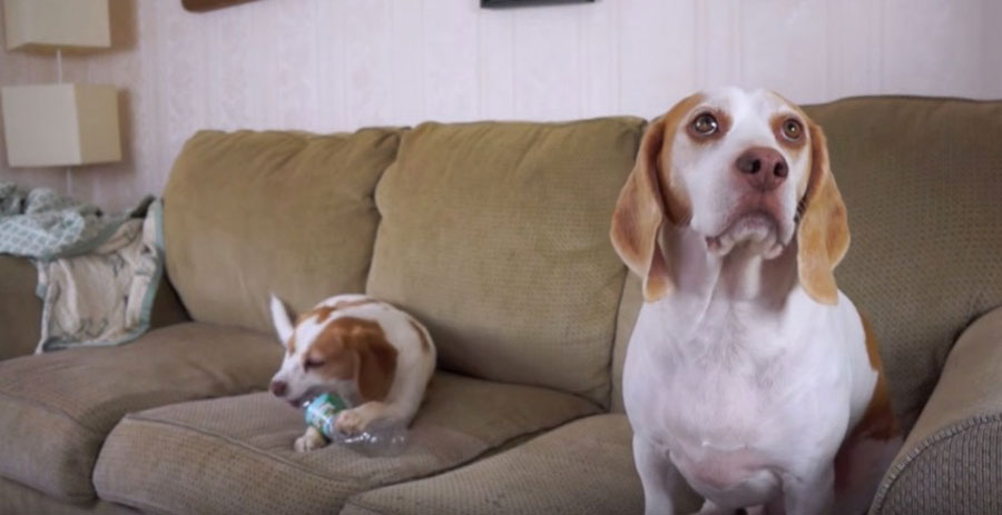 El perrito de la izquierda tiene una curiosa 'habilidad'... ¡es un divertido ladrón! Compruébalo