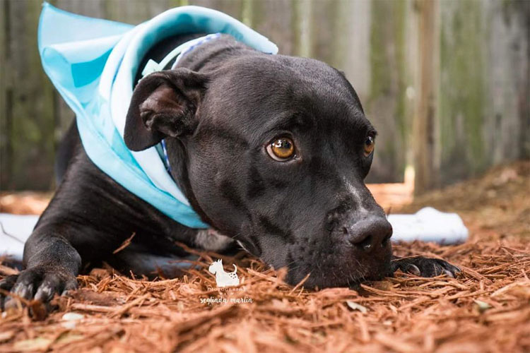 Este perrita que perdió sus patas ayuda a personas que son como ella