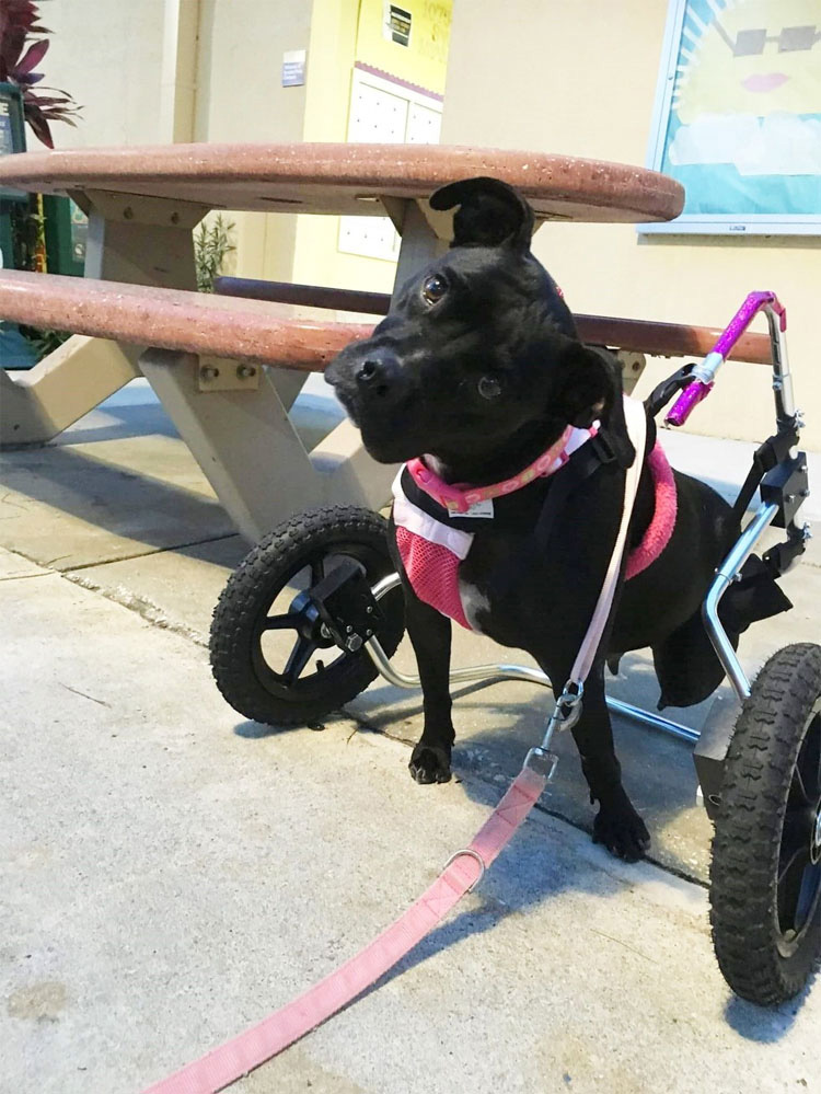 Este perrita que perdió sus patas ayuda a personas que son como ella