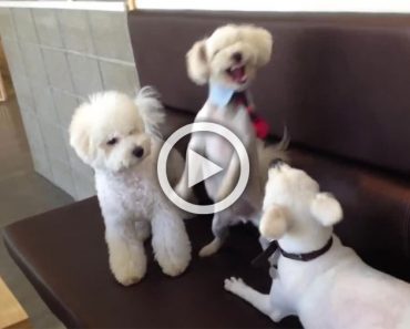 Así es como un perro responsable termina una fuerte pelea entre hermanos... ¡Y les regaña! 4 Así es como un perro responsable termina una fuerte pelea entre hermanos... ¡Y les regaña!