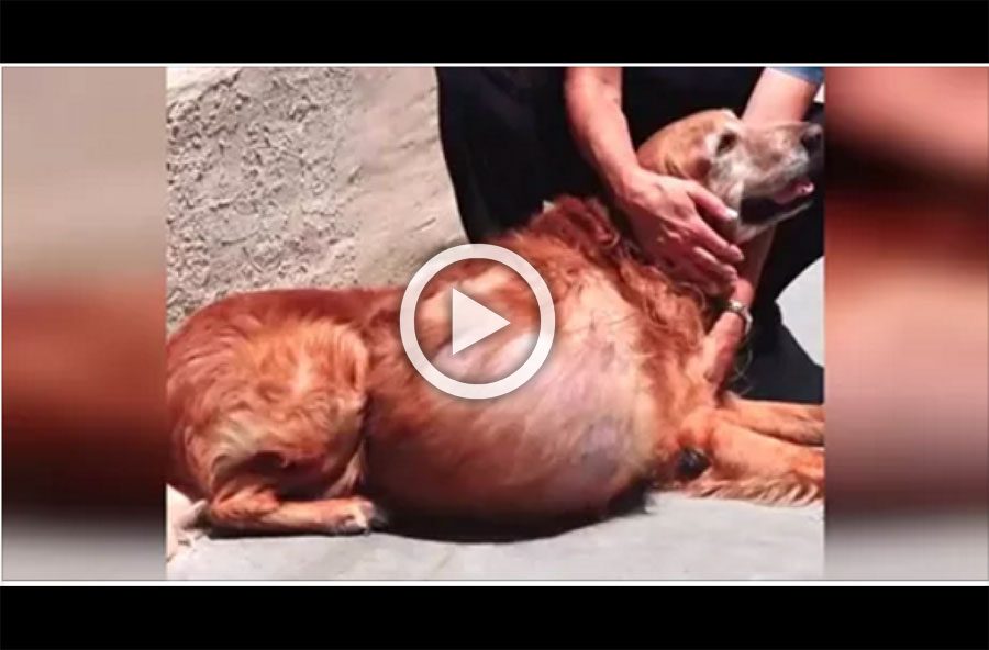 Encuentran a un perro con un terrible tumor de 20 kilos. Su historia acaba así...