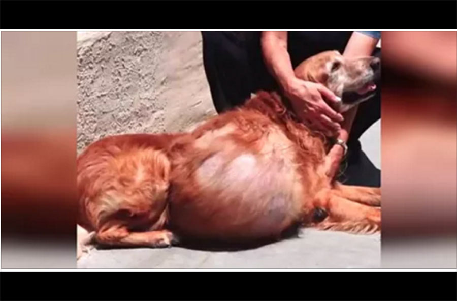 Encuentran a un perro con un terrible tumor de 20 kilos. Su historia acaba así... 1