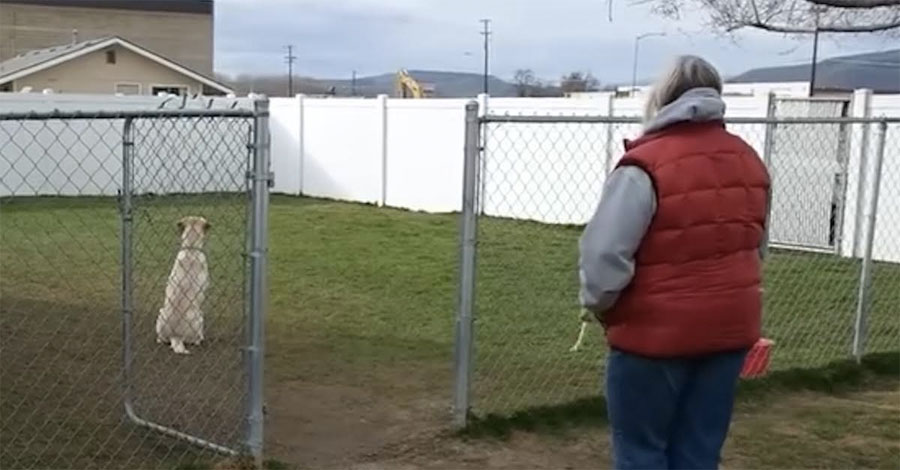 Este perro da la espalda a su dueña. Pero mira cuando dice su nombre ... ¡increíble!