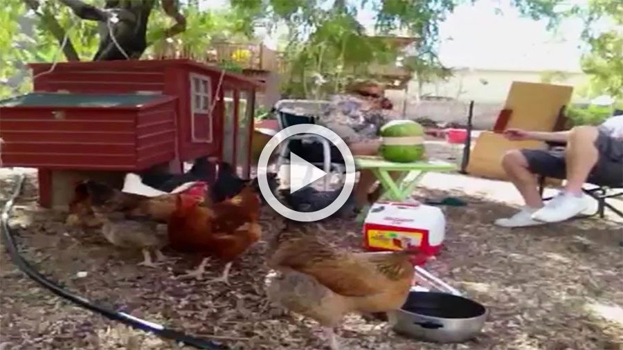 Estaban con sus tranquilas gallinas hasta que de repente algo EXPLOTA y ocurre esto... ¡Hilarante!