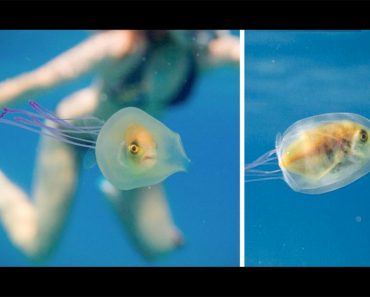 Este fotógrafo captó este pez haciendo algo realmente EXTRAÑO. ¿Puedes verlo?