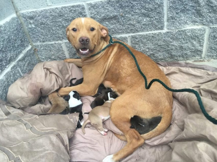 Esta pitbull da a luz a 10 cachorros. ¿Momentos después? Lo impensable ...