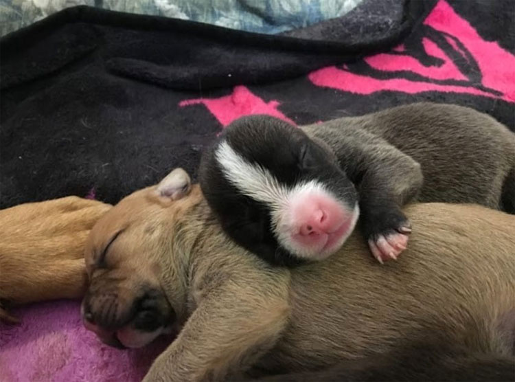 Esta pitbull da a luz a 10 cachorros. ¿Momentos después? Lo impensable ...