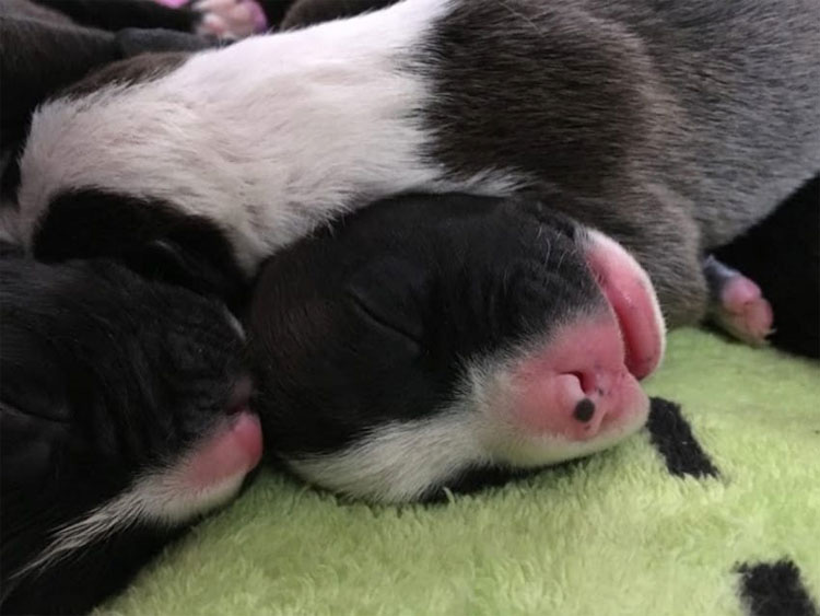 Esta pitbull da a luz a 10 cachorros. ¿Momentos después? Lo impensable ...