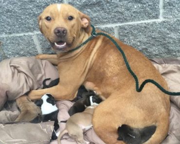 Esta pitbull da a luz a 10 cachorros. ¿Momentos después? Lo impensable ...