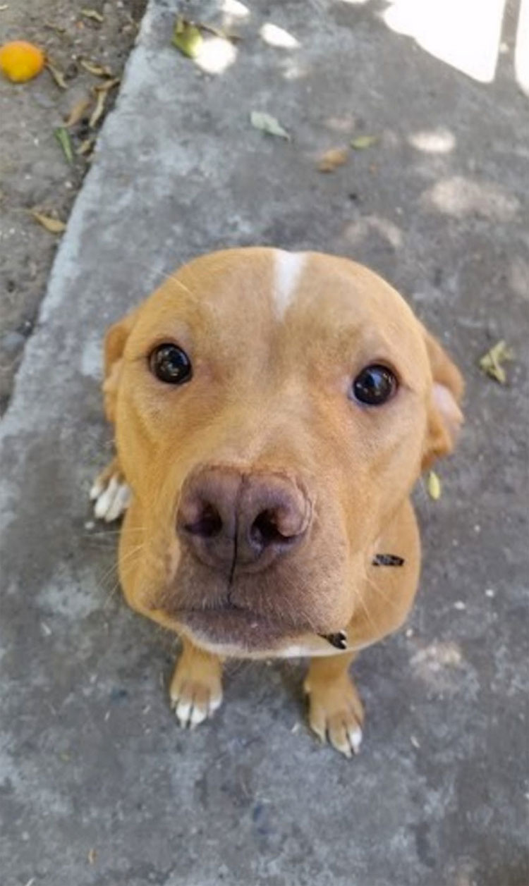 Esta pitbull da a luz a 10 cachorros. ¿Momentos después? Lo impensable ...