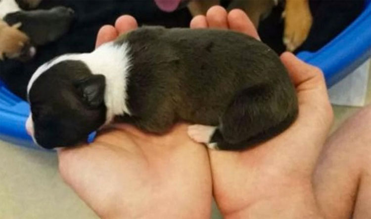 Esta pitbull da a luz a 10 cachorros. ¿Momentos después? Lo impensable ...