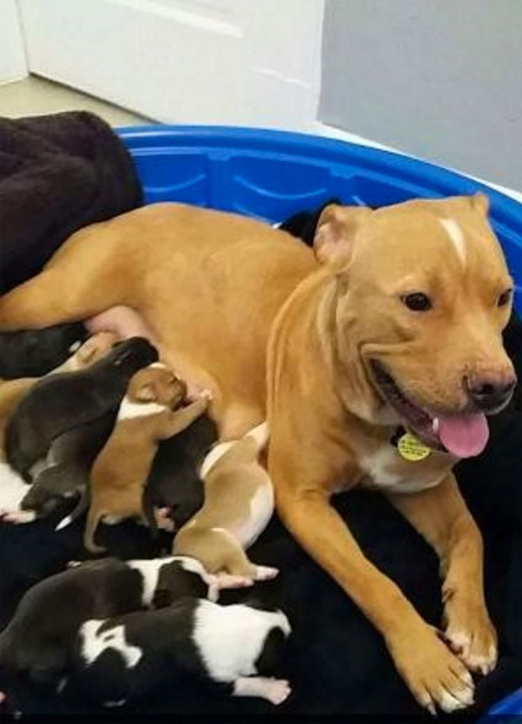 Esta pitbull da a luz a 10 cachorros. ¿Momentos después? Lo impensable ...