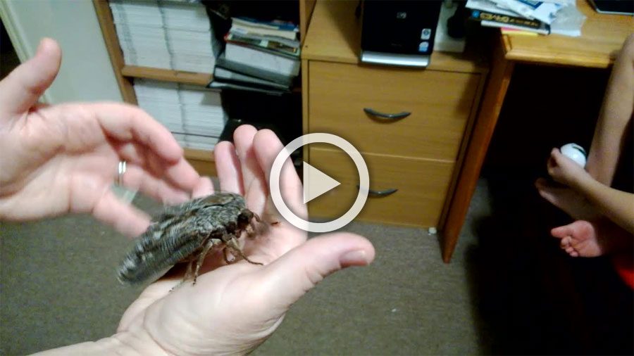 El vídeo de esta extraña polilla ha sido visto más de 30 millones de veces. Descubre la razón...