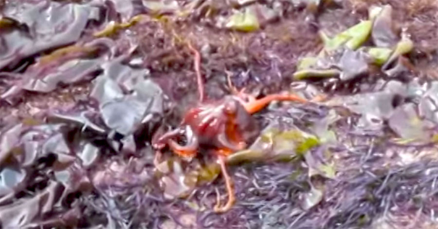 Una familia encuentra una extraña mancha roja entre la hierba. 30 segundos más tarde gritan...